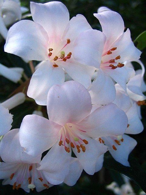 Serenity's Kiss: Tranquil Bouquet Alchemy